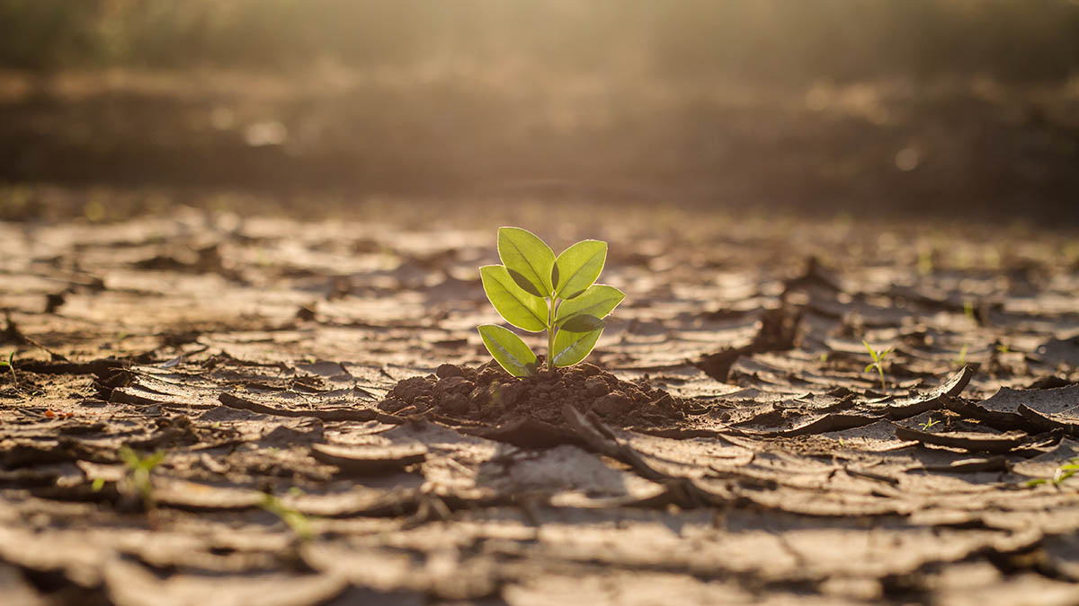 A green plant growing from dry, cracked soil