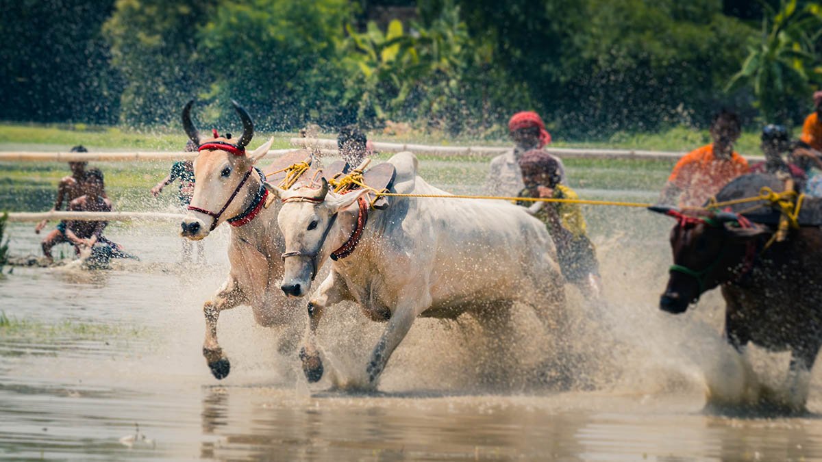 Bullocks working a flooded paddy field during the monsoon